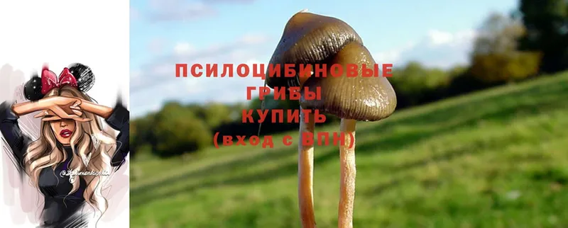 Галлюциногенные грибы MAGIC MUSHROOMS  наркота  Карачев 